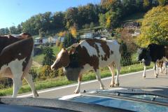 c8f958ef-45c5-42fe-b0e2-402935b372cd